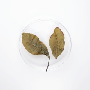 LOT009. 타이동 동정오룡 23春
