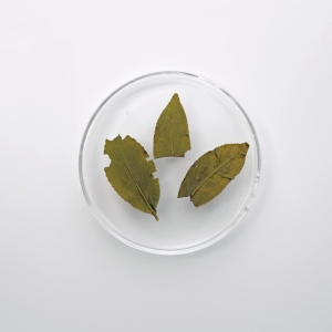LOT001. 의란 수선 우롱 23春