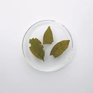 LOT001. 의란 수선 우롱 23春