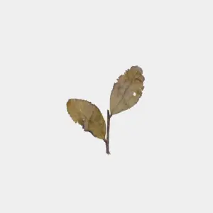 LOT010. 운남철관음 231