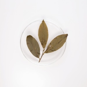 LOT024. 중앙산맥 고산오룡 23春