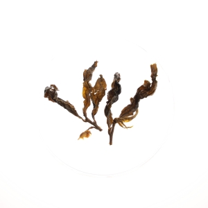 LOT032. 리산 취봉 동편 20冬片