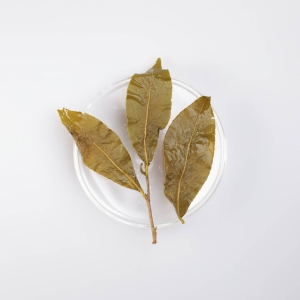 LOT050. 송지향 대우령 23春