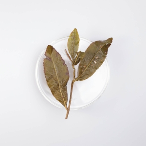 LOT052. 합환산 고산차 23春