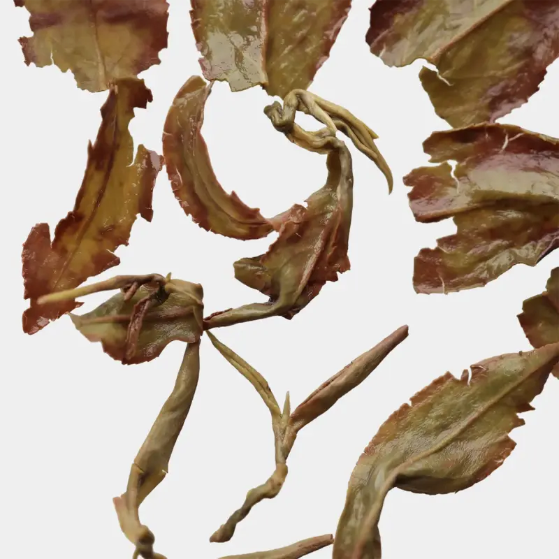 LOT053. 화밀향 청심오룡 24春 엽저 확대