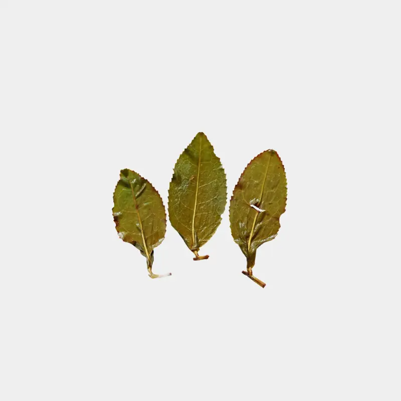 LOT076. 자연농법 취옥 포종 24春 엽저