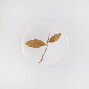 LOT099. 고산 경지홍심 철관음 17春