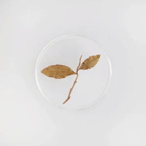 LOT099. 고산 경지홍심 철관음 17春