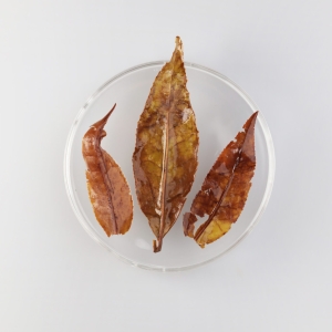 LOT113. 산온 등차