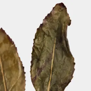 LOT105. 도향 운남철관음 10冬 엽저확대