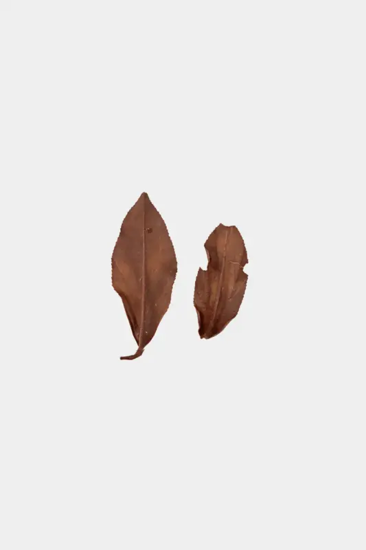 LOT111. 크리스마스 아살모 엽저