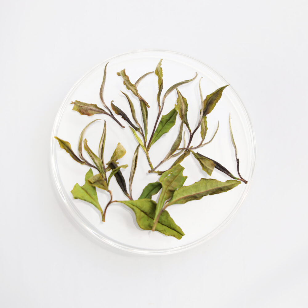 LOT123. 조춘 기운백 25春