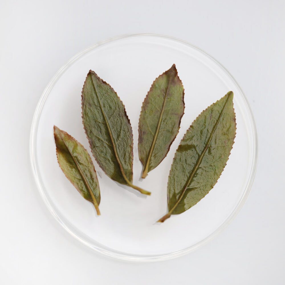LOT120. 만종포종25春