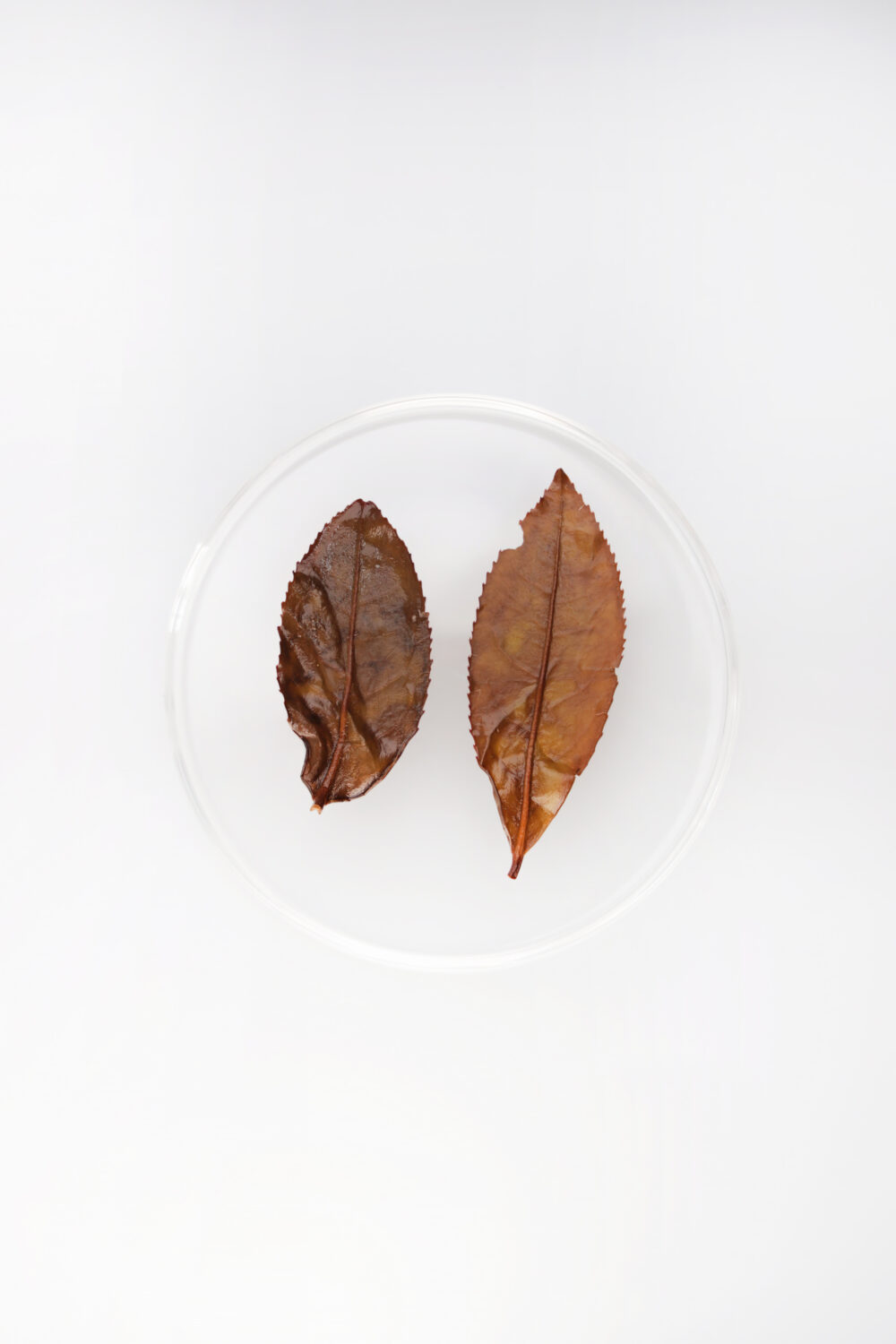 LOT136. 전수공 황심오룡