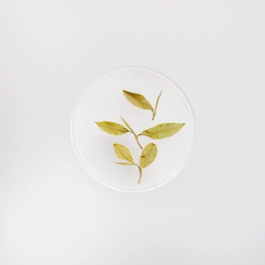 LOT138. 고산 청심오룡 녹차 25春