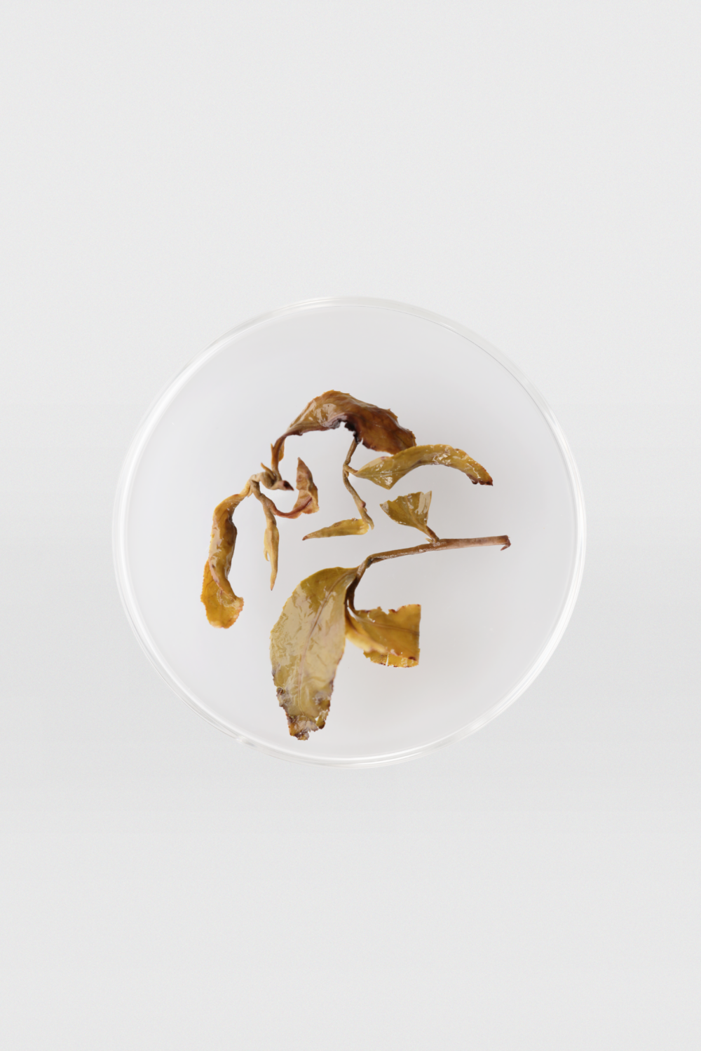 LOT153.귀비 24秋