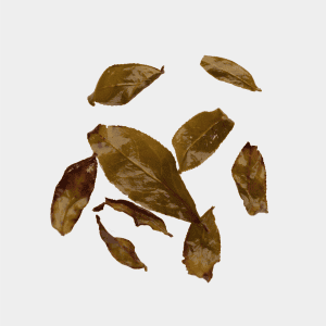 LOT179. 동편 귀비 25冬