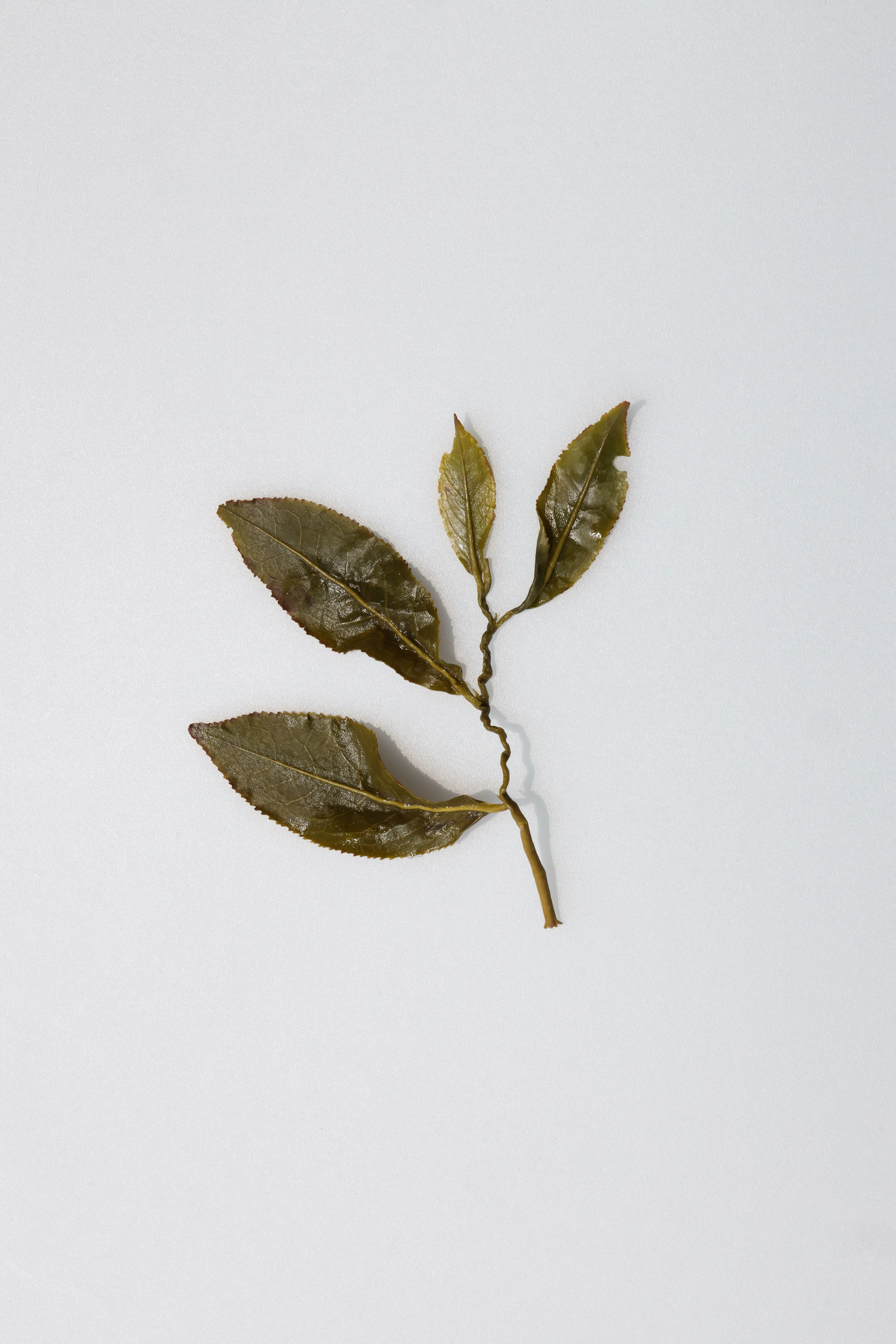 LOT192. 어린잎 대우령 22春