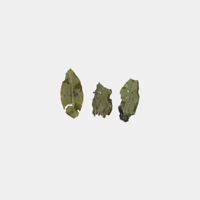 BISA008. 평림구 문산포종 비새 두등장 23冬 5