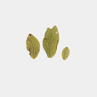 LOT040. 겨울 의란 금훤 엽저사진