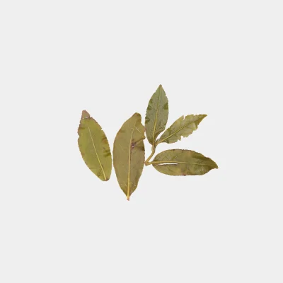 LOT051. 청향 적교두 23春 엽저