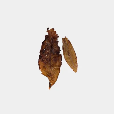 LOT074. 전수공 사다리 수선 24春 엽저