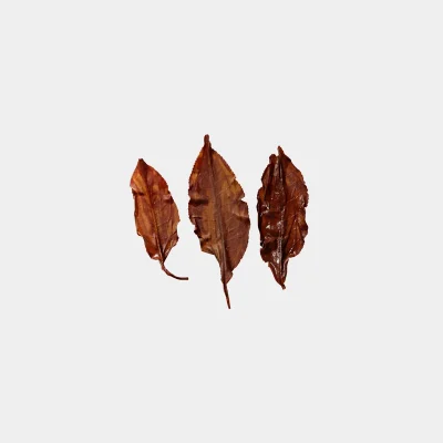 LOT078. 자연농법 홍옥 홍차 23秋 엽저